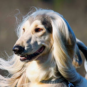 galgo afgano contemplando la inmensidad