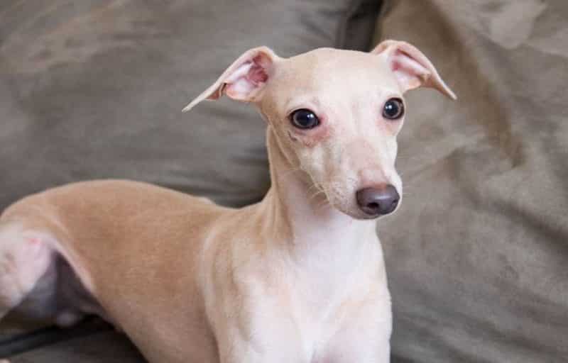 galgo italiano descansando en un sofá