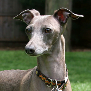 galgo italiano observando la inmensidad