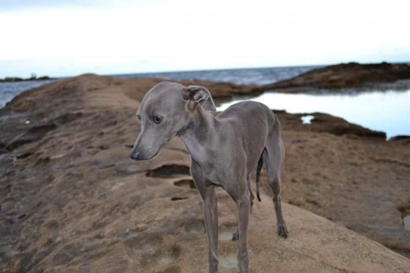 galgo miniatura observando el paisaje desde una loma