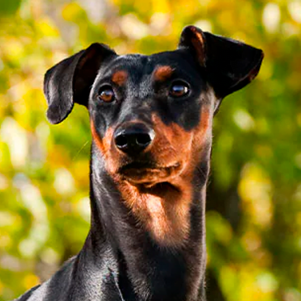 german pinscher raza perro