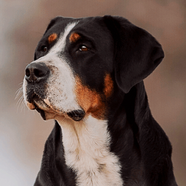 Todo sobre el perro Gran Boyero Suizo Precios, tipos, carácter