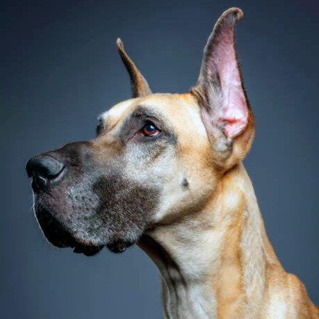gran danes observando la inmensidad