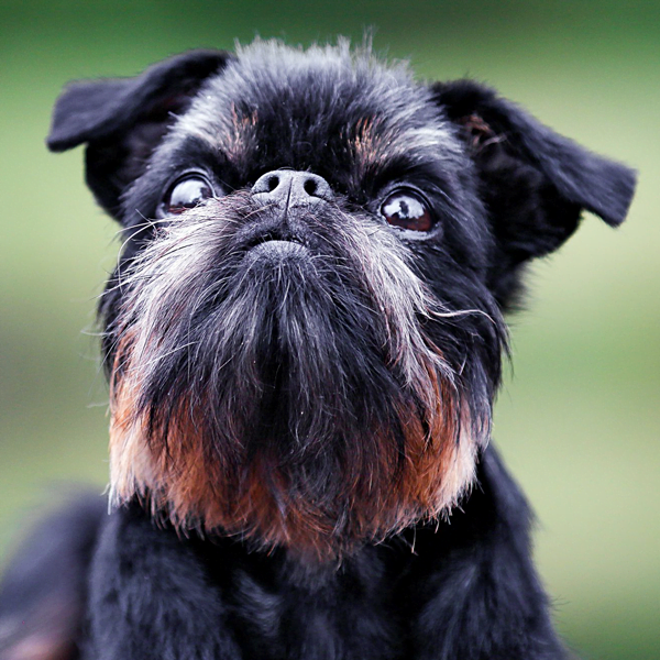 grifón de Bruselas raza perro