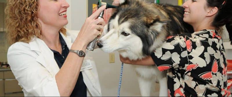 hacerle chequeos rutinarios a un Husky Siberiano