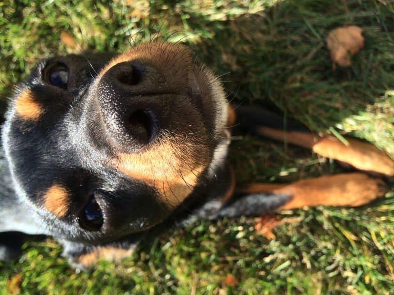 hocico del pinscher miniatura