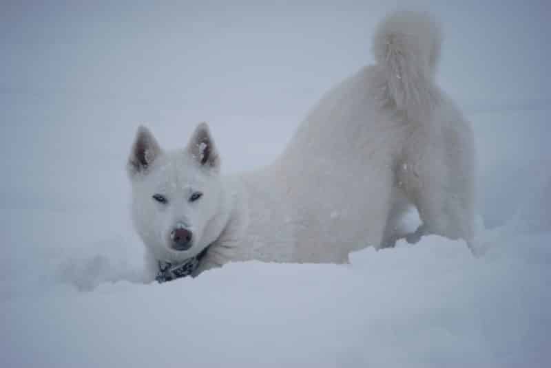 Husky Siberiano blanco cavando en la nieve