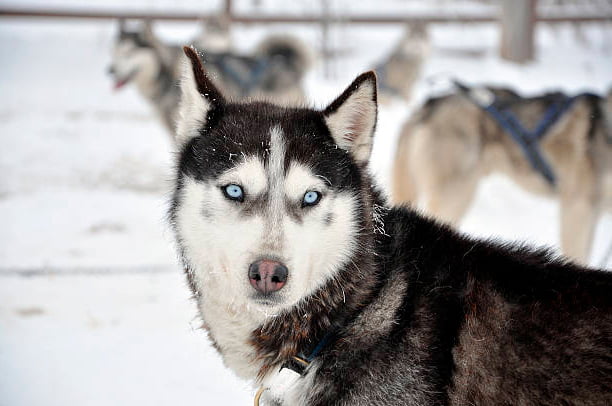 husky siberiano mirando al fotógrafo