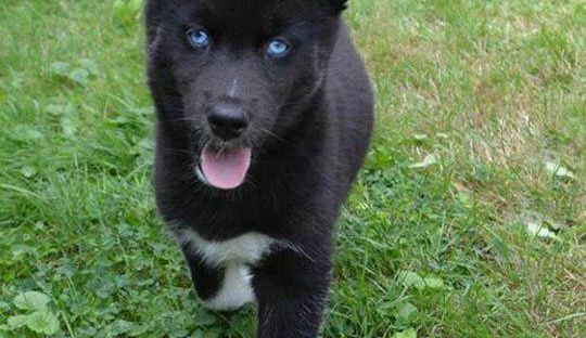 Husky Siberiano negro con manchas blancas