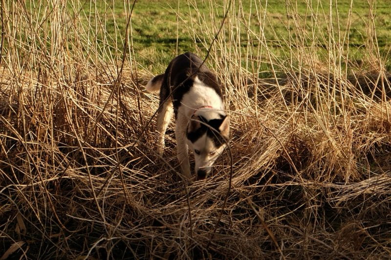 Husky Siberiano rastreando