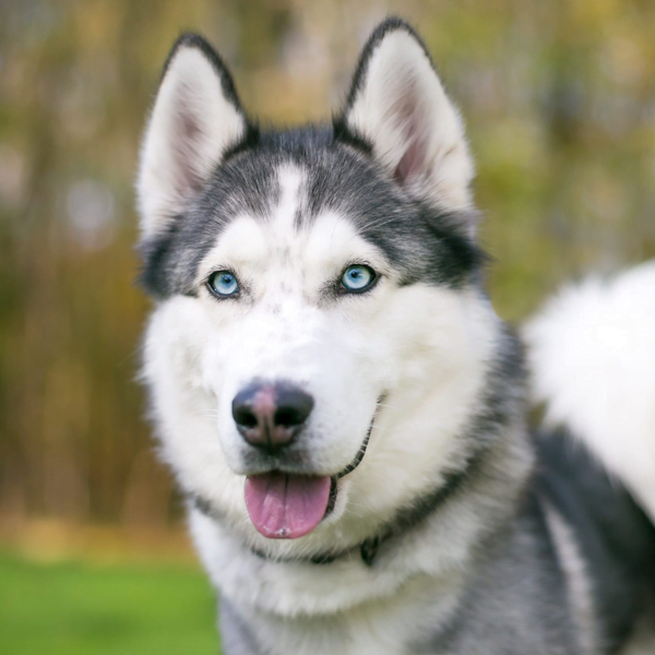 husky siberiano raza perro