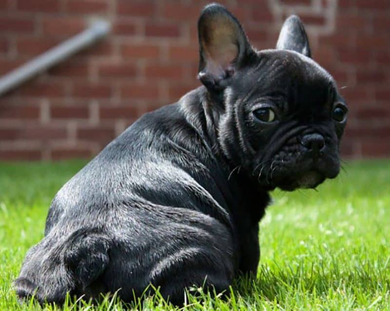 imagen de un Bulldog Frances mirando hacia atras