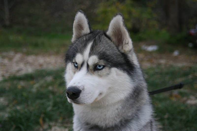 imagen de un Husky Siberiano observando algo detras de camara