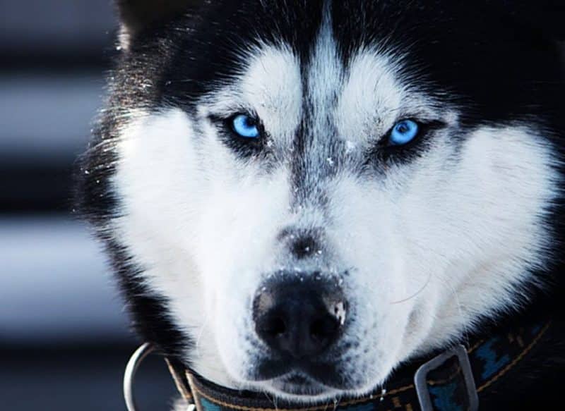 imagen del rostro de un Husky Siberiano