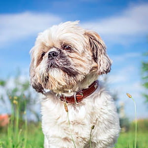 imagen pequeña de un shih tzu