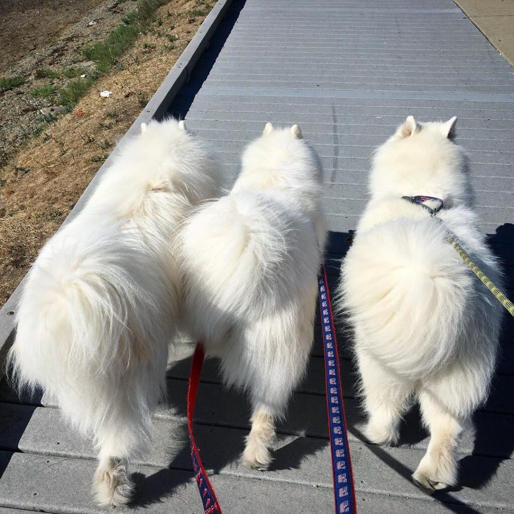 inconvenientes de tener un samoyedo