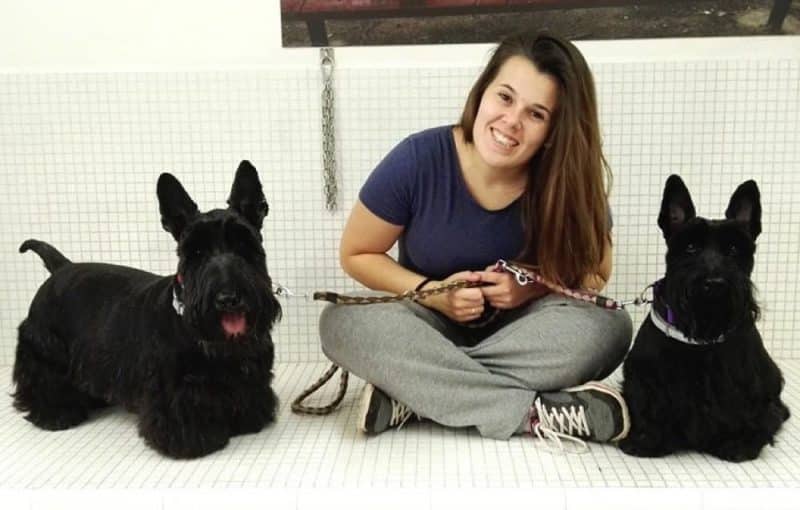 inconvenientes de tener un terrier escoces