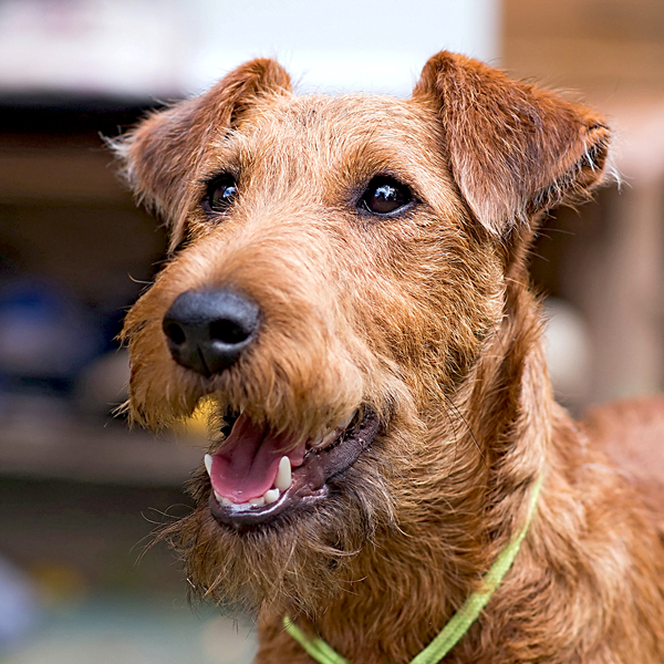 irish terrier raza perro