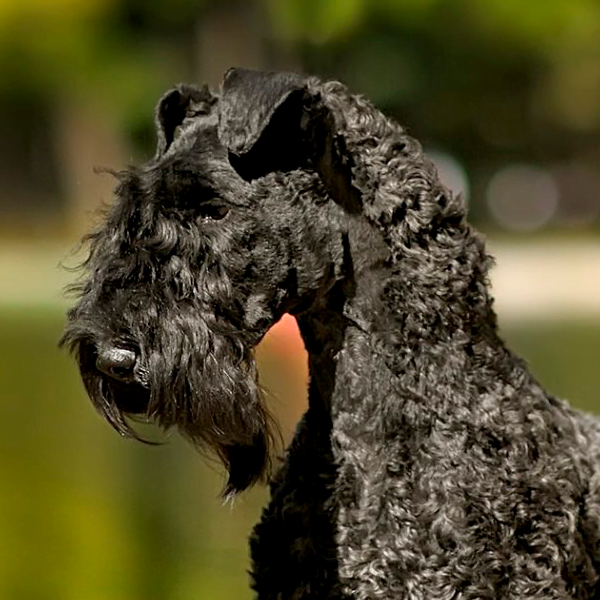 kerry blue terrier raza perro
