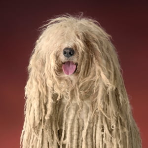 komondor contemplando la inmensidad