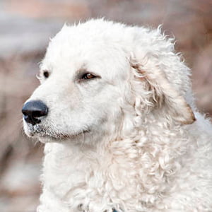 kuvasz contemplando la inmensidad