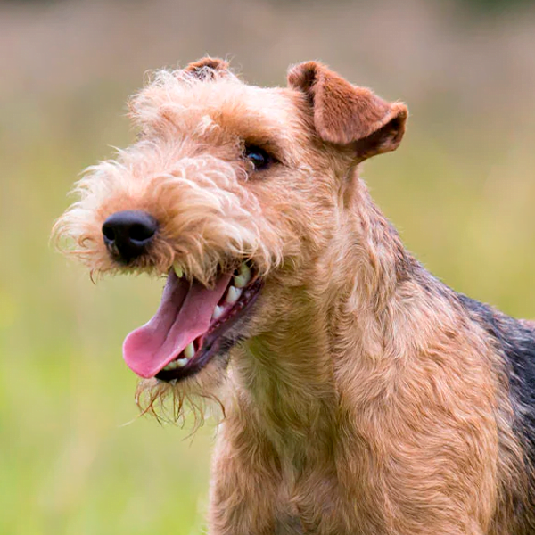 lakeland terrier raza perro