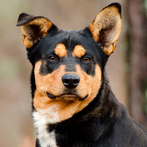 lancashire heeler raza perro