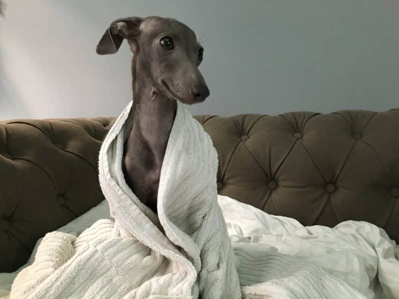 lebrel italiano cubierto con una manta blanca