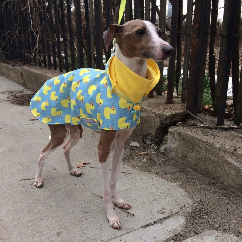lebrel italiano enano modelando ropa para perros con diseño de pacman