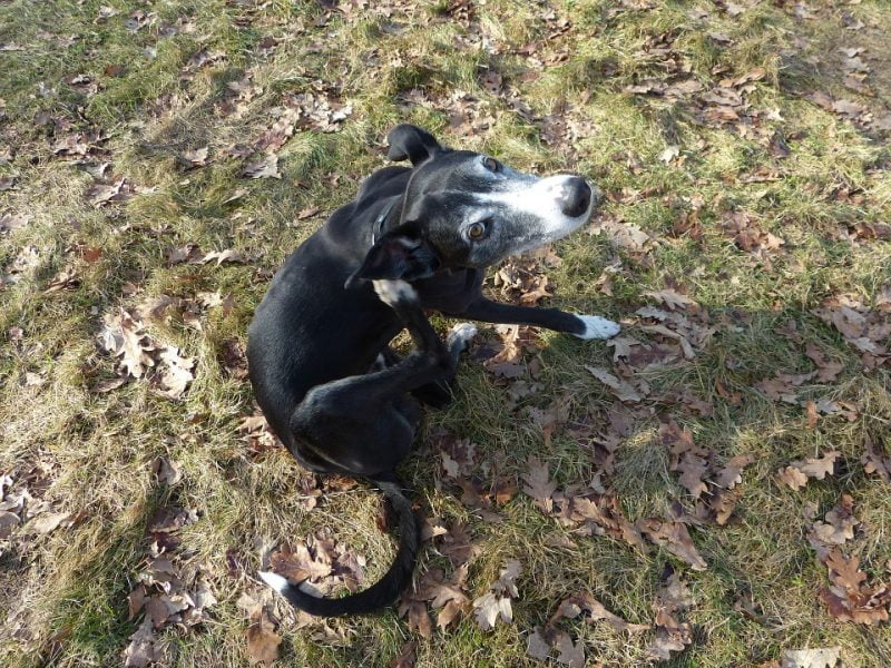 lebrel miniatura rascándose las pulgas