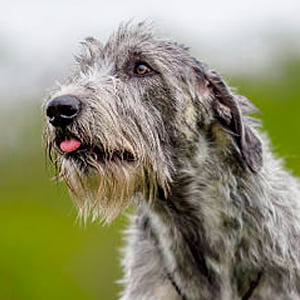 lobero irlandes contemplando la inmensidad