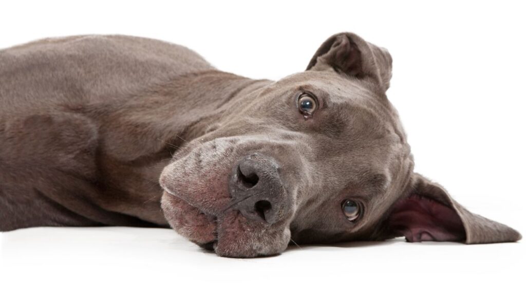 longevidad del gran danés