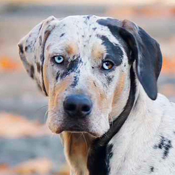 louisiana catahoula leopard dog raza perro