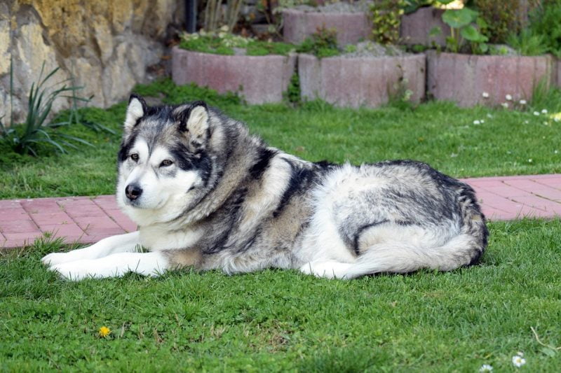 malamute de alaska