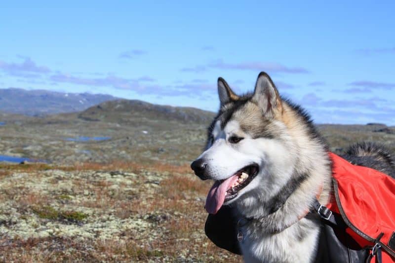 Malamute de Alaska de excursión