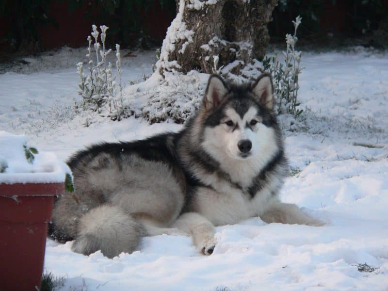 malamute de alaska descansando sobre nieve
