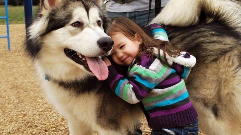 malamute de alaska y niños