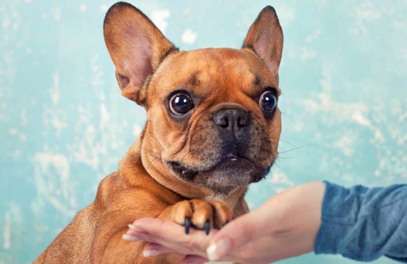 Manera correcta de adiestrar a un Bulldog Francés