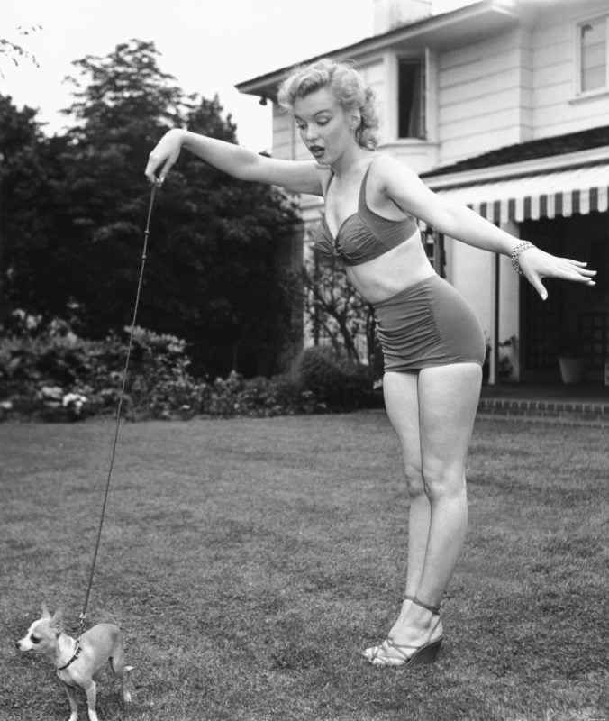marilyn monroe jugando con un chihuahua