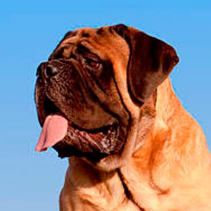 perro terranova contemplando la inmensidad