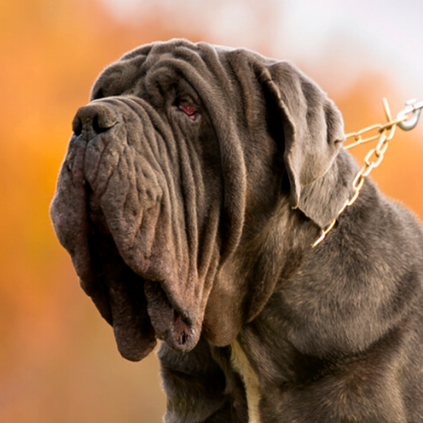 mastin napolitano raza perro