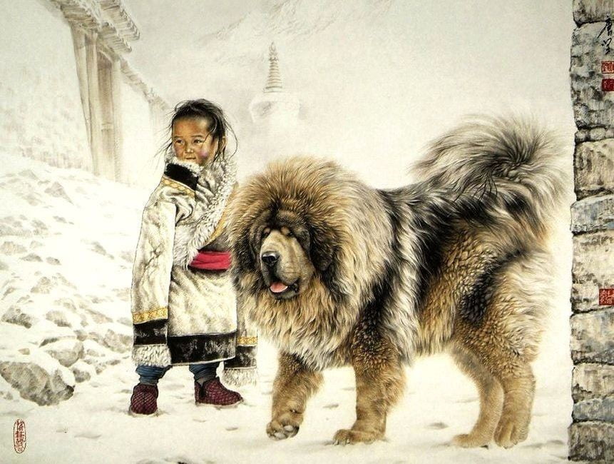 origen de la popularidad del mastín tibetano