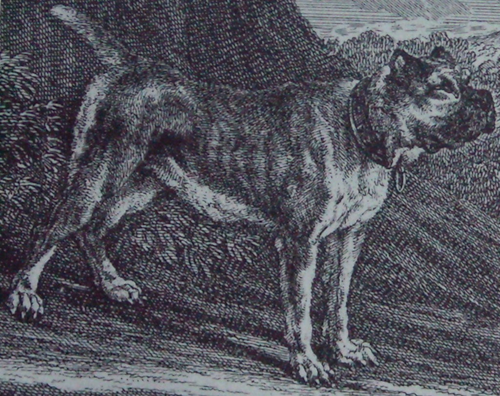 origen del gran danés bullenbeisser