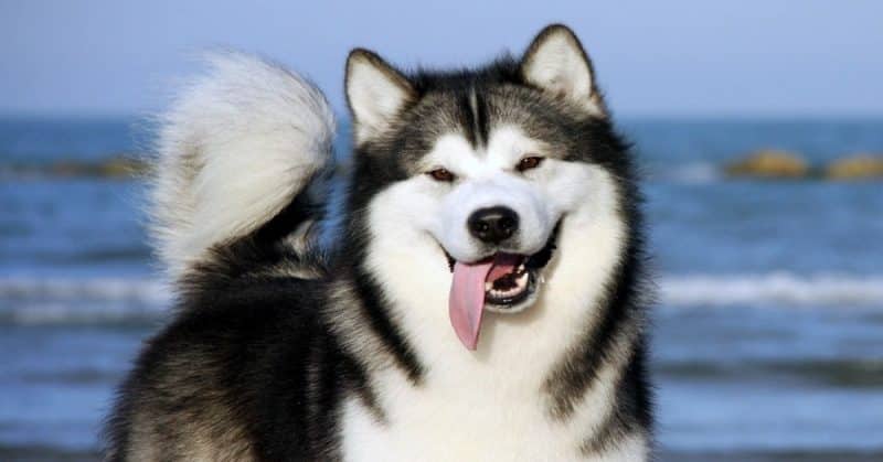 origen del malamute de alaska