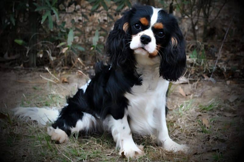 orígenes de la raza cavalier king charles spaniel