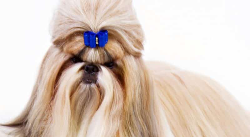 orígenes de la raza shih tzu