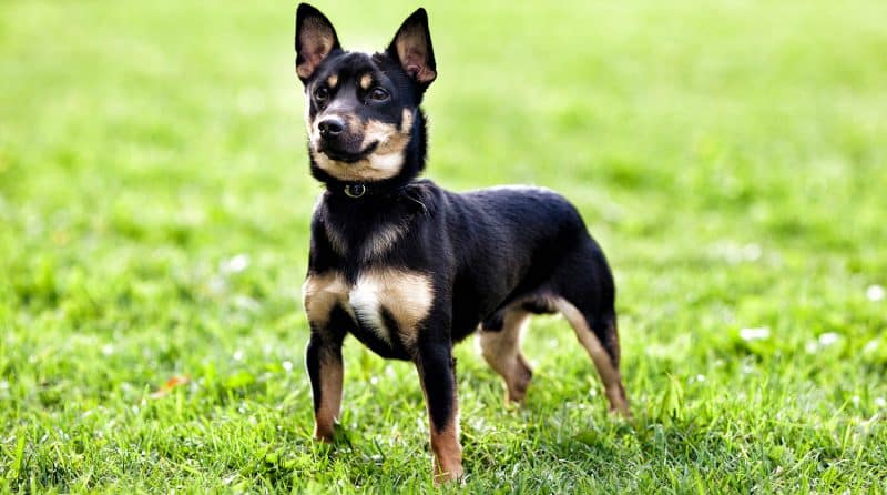 origenes del pinscher miniatura