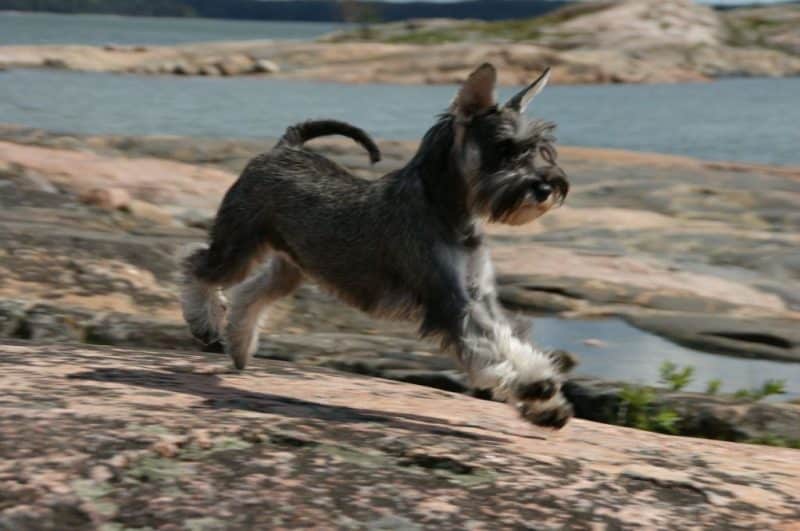 orígenes del schnauzer miniatura