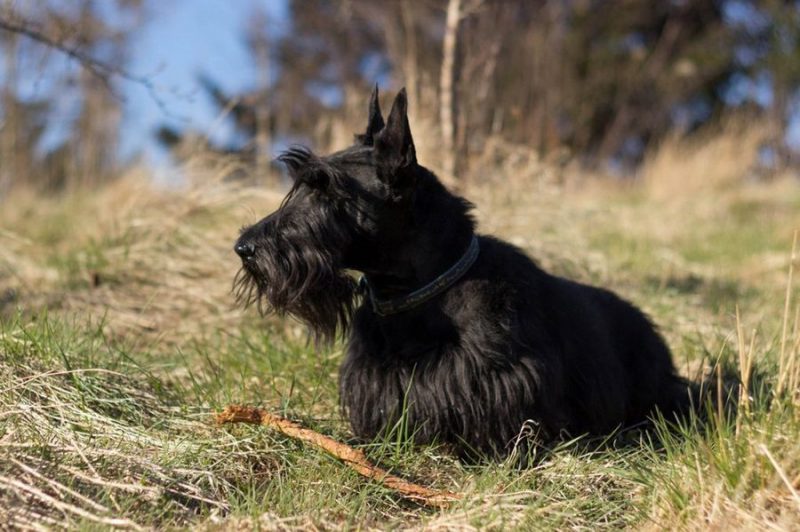 orígenes del scottish terrier