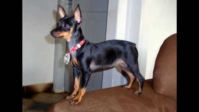 otras denominaciones del pinscher miniatura